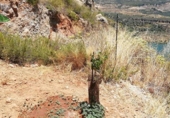 Rural estate for sale on España, Pinos del Valle, ref: TR202652 photo