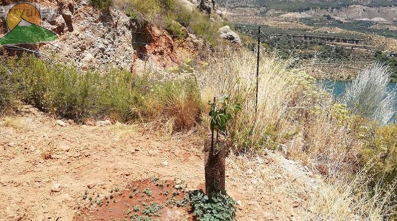 Granada - Pinos del Valle - 10000m2