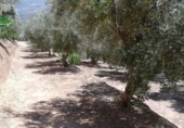 Rural estate for sale on España, Pinos del Valle, ref: TR202652 photo