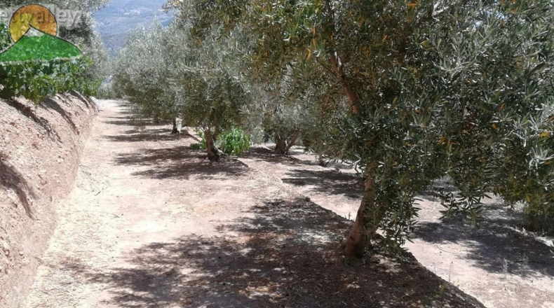 Granada - Pinos del Valle - 10000m2