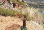 Rural estate for sale on España, Pinos del Valle, ref: TR202652 photo