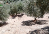 Rural estate for sale on España, Pinos del Valle, ref: TR202652 photo
