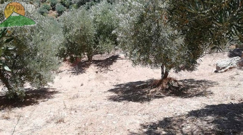 Granada - Pinos del Valle - 10000m2