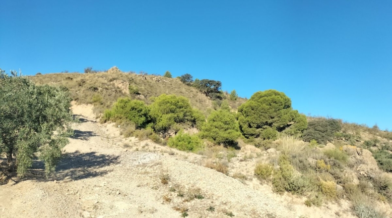 Granada - Pinos del Valle - 25343m2