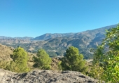 Terreny no urbanitzable en venda a la España, Pinos del Valle, ref.: TR254040 foto