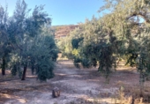 Terreny no urbanitzable en venda a la España, Pinos del Valle, ref.: TR254040 foto