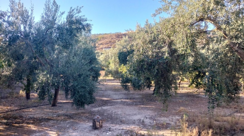 Granada - Pinos del Valle - 25343m2