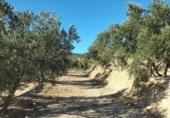 Terreny no urbanitzable en venda a la España, Pinos del Valle, ref.: TR254040 foto