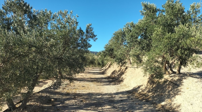 Granada - Pinos del Valle - 25343m2
