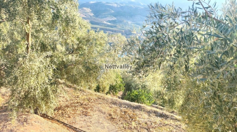 Granada - Ízbor - 3836m2