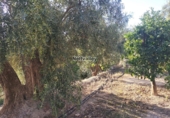 Terreno no urbanizable en venta en Ízbor ref: TR254041 foto