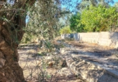 Non-developable land for sale on España, Pinos del Valle, ref: TR109795 photo
