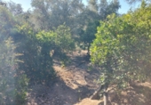 Non-developable land for sale on España, Pinos del Valle, ref: TR109795 photo