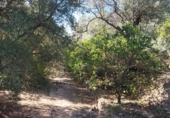 Non-developable land for sale on España, Pinos del Valle, ref: TR109795 photo