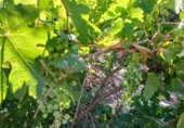 Non-developable land for sale on España, Pinos del Valle, ref: TR109795 photo
