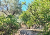 Non-developable land for sale on España, Pinos del Valle, ref: TR109795 photo
