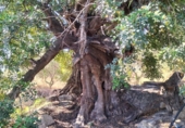 Non-developable land for sale on España, Pinos del Valle, ref: TR109795 photo