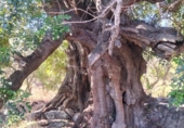 Non-developable land for sale on España, Pinos del Valle, ref: TR109795 photo