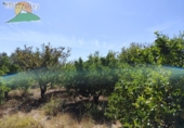 Finca rústica en venta en la España, Talará, ref: TR264351 foto