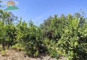Finca rústica en venta en la España, Talará, ref: TR264351 foto