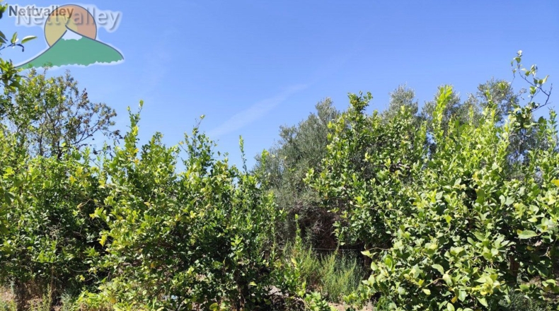 Granada - Talará - 9607m2