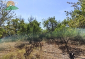Finca rústica en venta en la España, Talará, ref: TR264351 foto