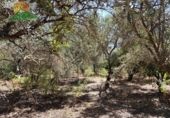 Finca rústica en venta en la España, Talará, ref: TR264351 foto