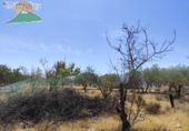 Finca rústica en venta en la España, Talará, ref: TR264351 foto