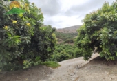 Finca rústica en venda a la España, Motril, ref.: TR183522 foto