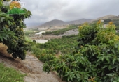 Finca rústica en venda a la España, Motril, ref.: TR183522 foto