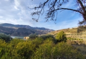 Non-developable land for sale on España, Talará, ref: TR254044 photo