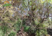 Finca rústica en venta en la España, Lanjarón, ref: TR263215 foto