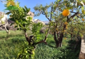 Xalet independent amb terreny en venda a la España, Pinos del Valle, ref.: TR232956 foto