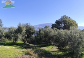 Finca rústica en venda a la España, Pinos del Valle, ref.: TR234034 foto
