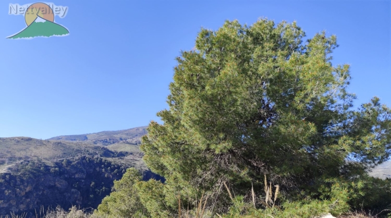 Granada - Pinos del Valle - 4800m2