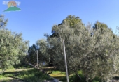 Finca rústica en venda a la España, Pinos del Valle, ref.: TR234034 foto