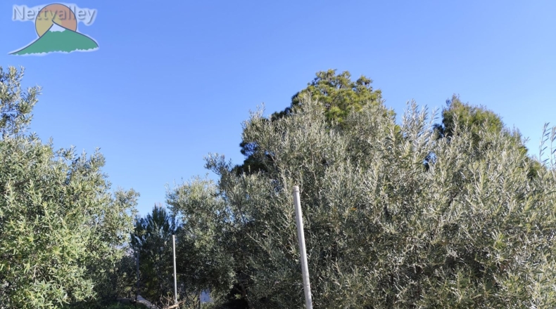 Granada - Pinos del Valle - 4800m2