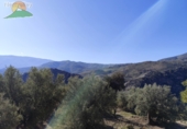 Finca rústica en venda a la España, Pinos del Valle, ref.: TR234034 foto