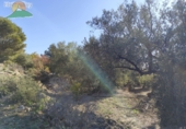 Finca rústica en venda a la España, Pinos del Valle, ref.: TR234034 foto