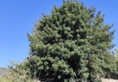 Finca rústica en venda a la España, Pinos del Valle, ref.: TR234034 foto