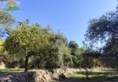 Finca rústica en venda a la España, Pinos del Valle, ref.: TR234034 foto