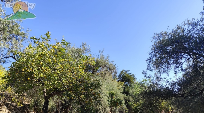 Granada - Pinos del Valle - 4800m2