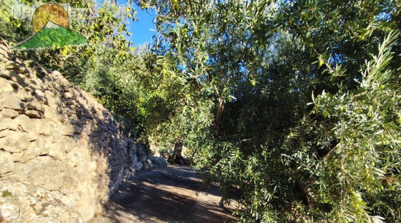 Granada - Pinos del Valle - 10800m2