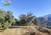 Земельный участок на продажу в городе Pinos del Valle Фото