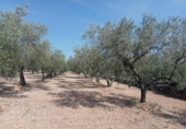 Masia with land for sale in Ulldecona ref: TR234511 photo