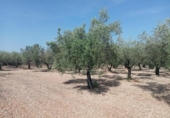Masia with land for sale in Ulldecona ref: TR234511 photo