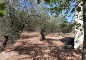 Masia with land for sale in Ulldecona ref: TR234511 photo