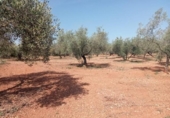 Masia with land for sale in Ulldecona ref: TR234511 photo