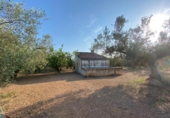 Masia with land for sale in Ulldecona ref: TR234511 photo
