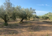 Masia with land for sale in Ulldecona ref: TR234511 photo